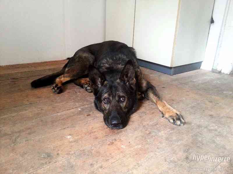 MIKY - Německý ovčák - K ADOPCI - foto 6