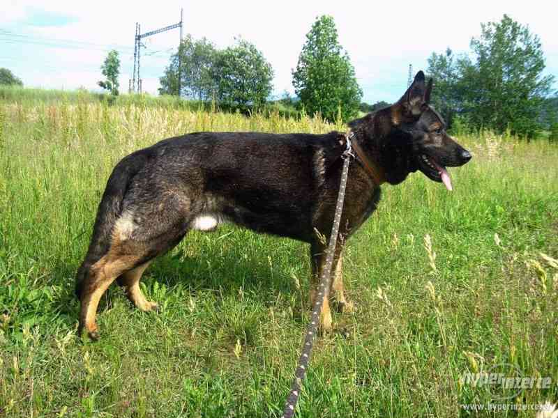 MIKY - Německý ovčák - K ADOPCI - foto 7