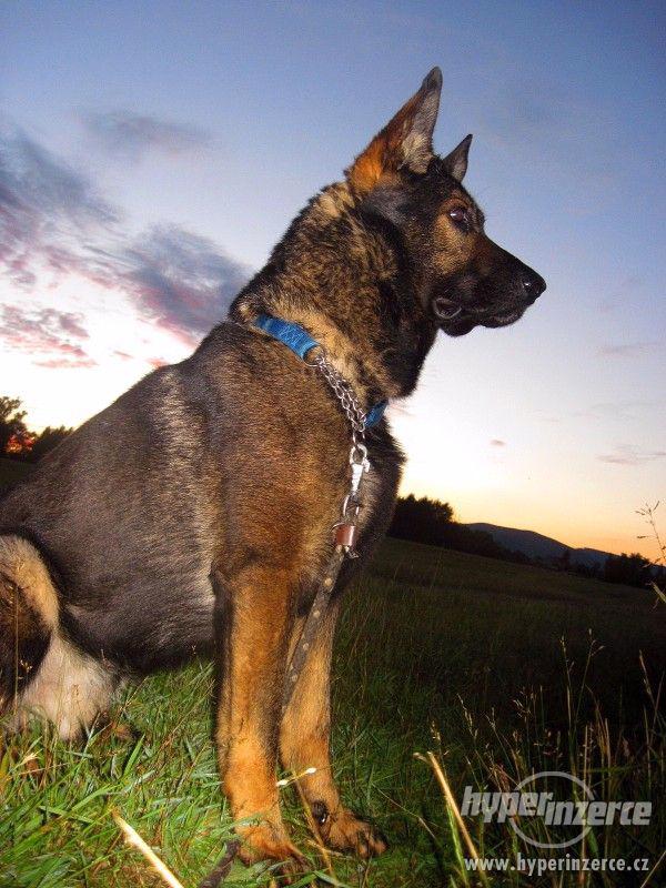 MIKY - Německý ovčák - K ADOPCI - foto 8