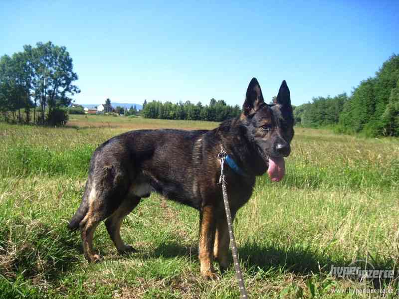 MIKY - Německý ovčák - K ADOPCI - foto 9