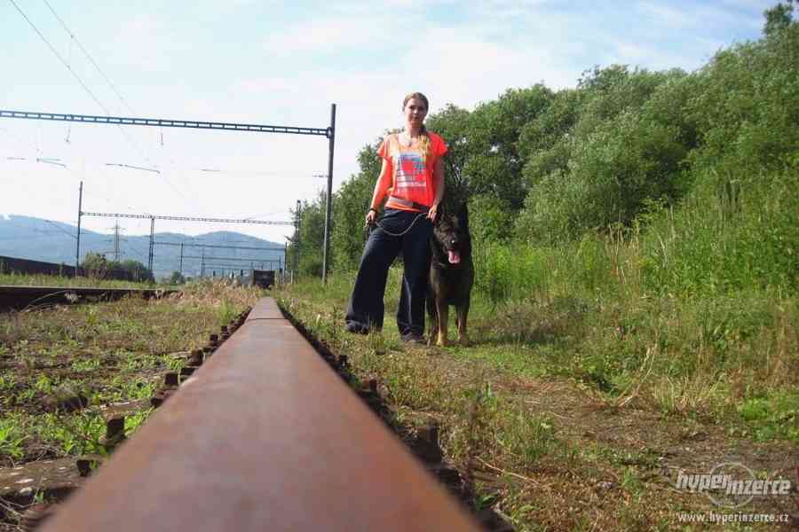 MIKY - Německý ovčák - K ADOPCI - foto 10