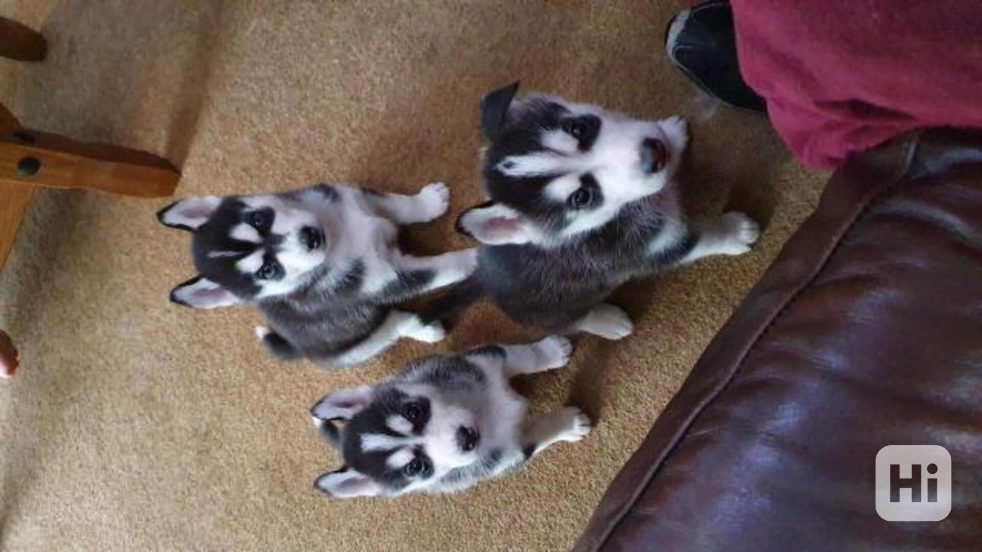 Štěňátka husky připravená do nového domova - foto 1