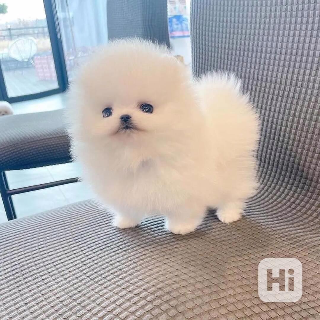 Štěňata pomeranianů k adopci - foto 1