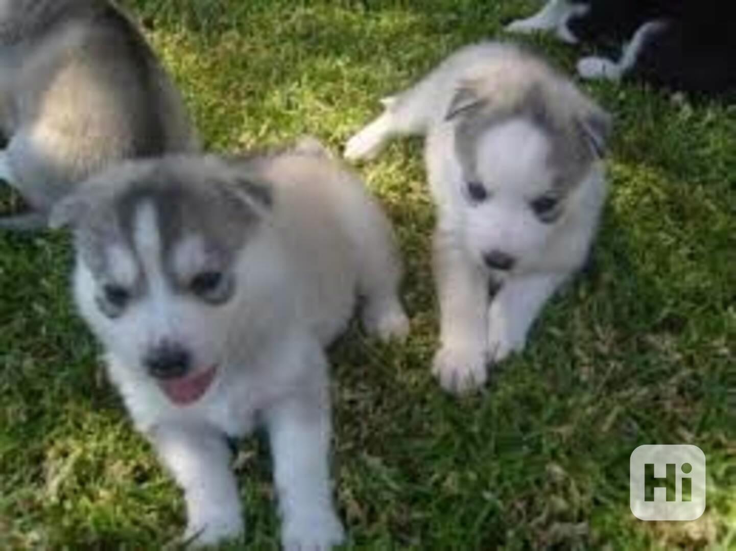 Čistokrevný sibiřský husky - foto 1