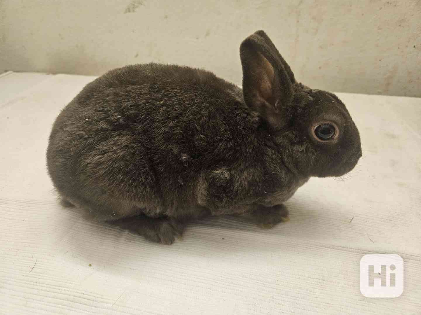 Zakrslý králíček  - foto 1