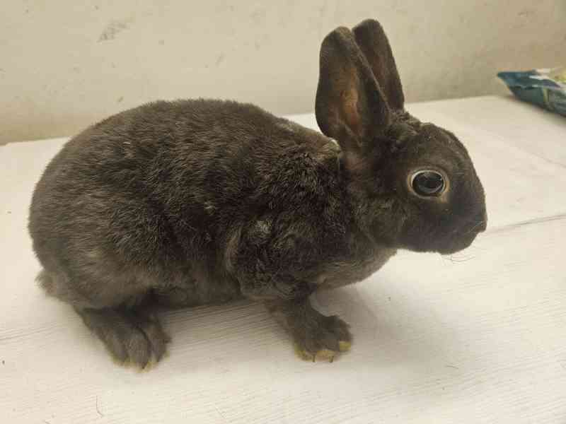 Zakrslý králíček  - foto 2