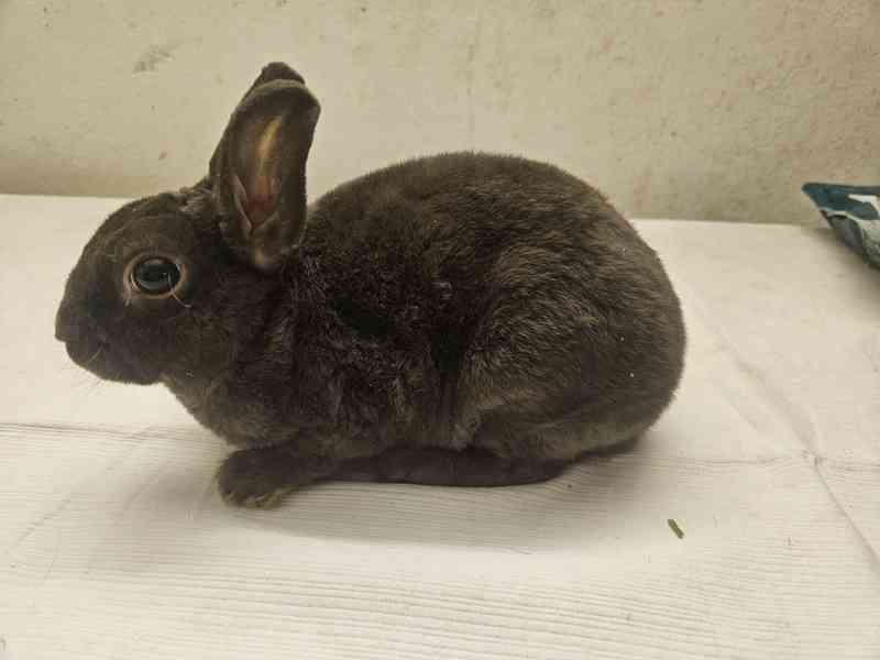 Zakrslý králíček  - foto 3