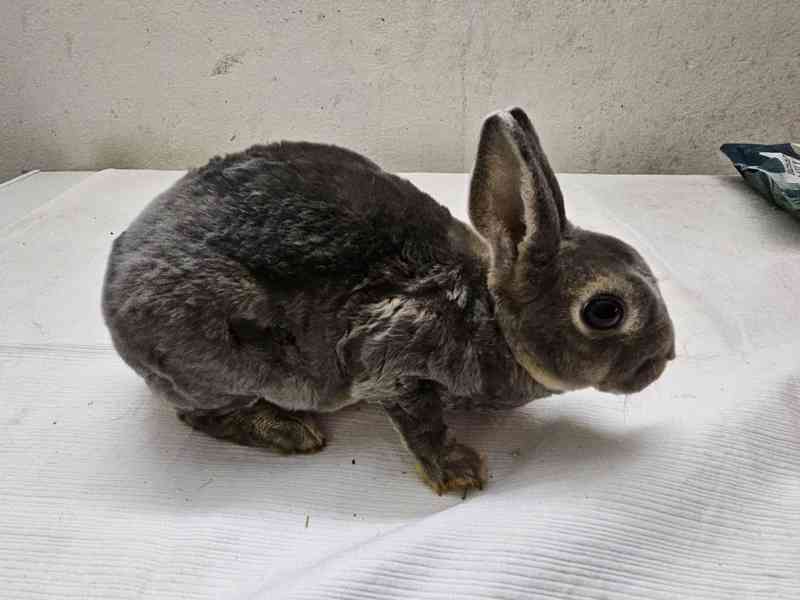 Zakrslý králíček  - foto 5