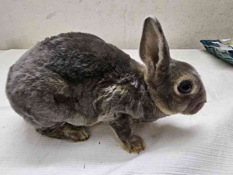 Zakrslý králíček  - foto 6