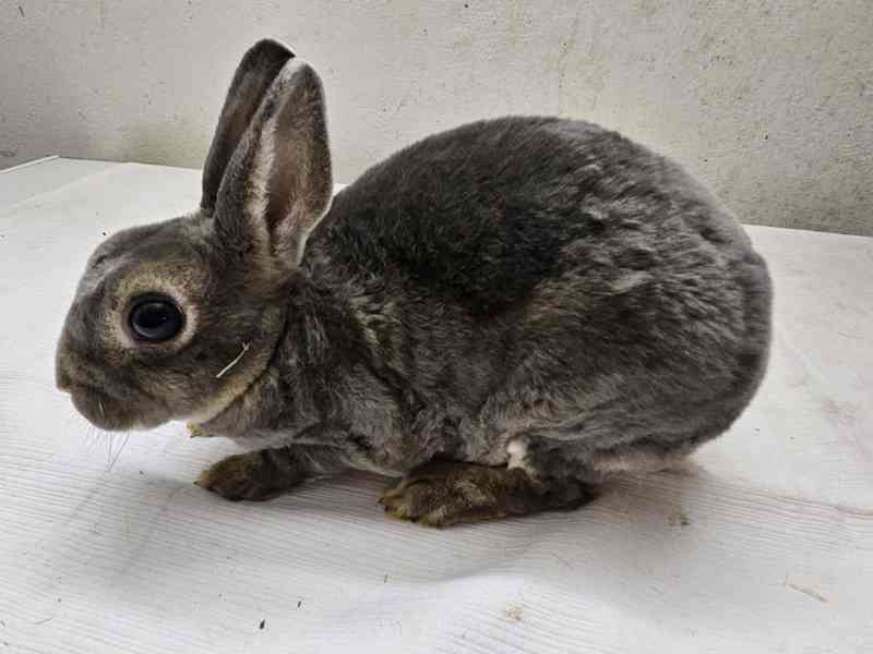 Zakrslý králíček  - foto 4