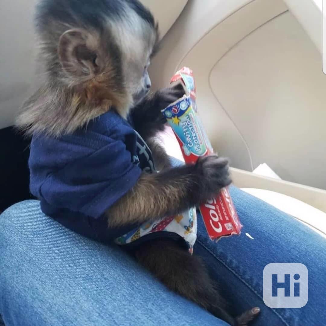  Nádherná rozkošná kapucínská opice k adopci - foto 1