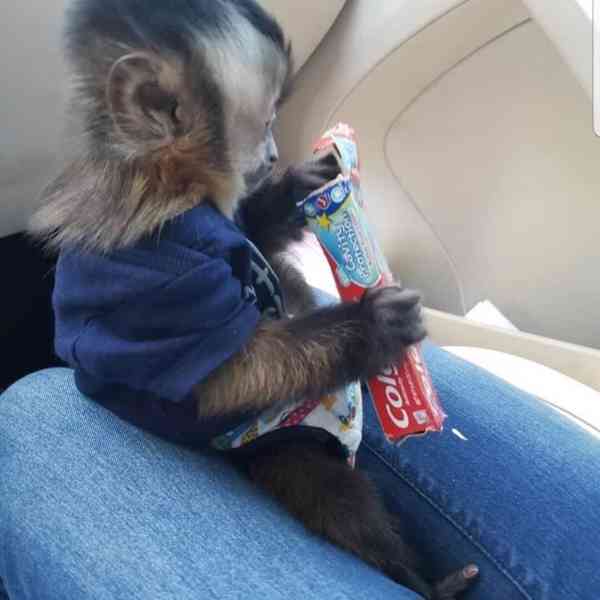  Nádherná rozkošná kapucínská opice k adopci