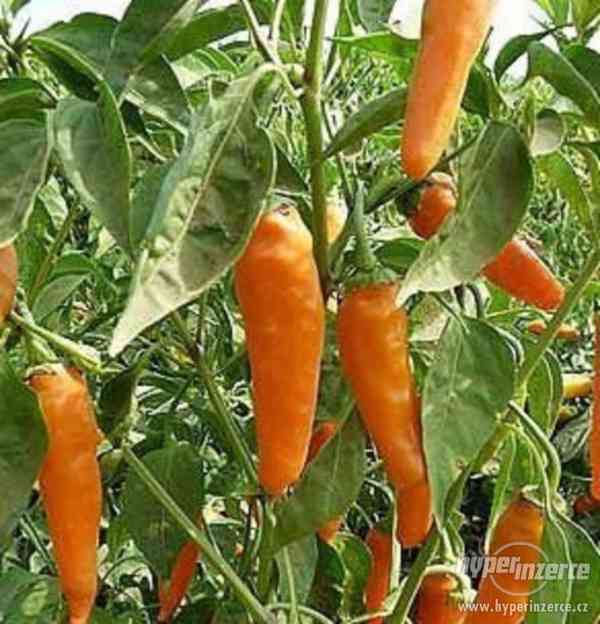 Chilli Jalapeňo Orange -semena - foto 1