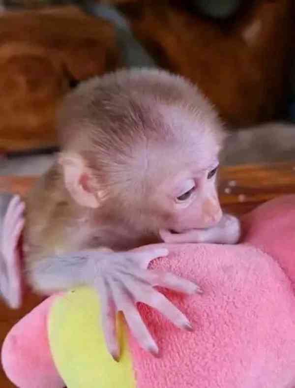 Nádherná bílolícá kapucínská opice k adopci