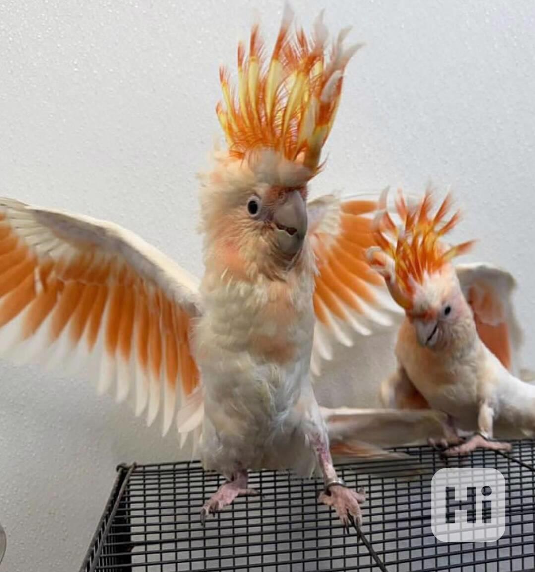 🦜 Krásní mluvící papoušci kakadu - foto 1