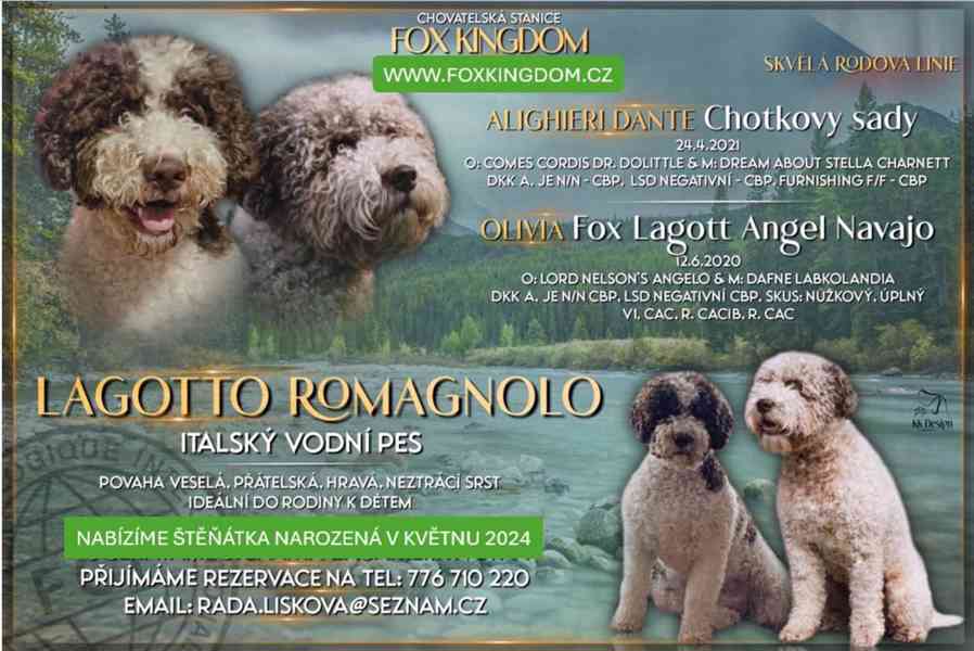 štěně Italský vodní pes - foto 5