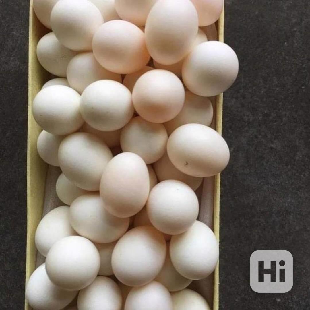🍳 Čerstvá pštrosí vejce z farmy na prodej - foto 1
