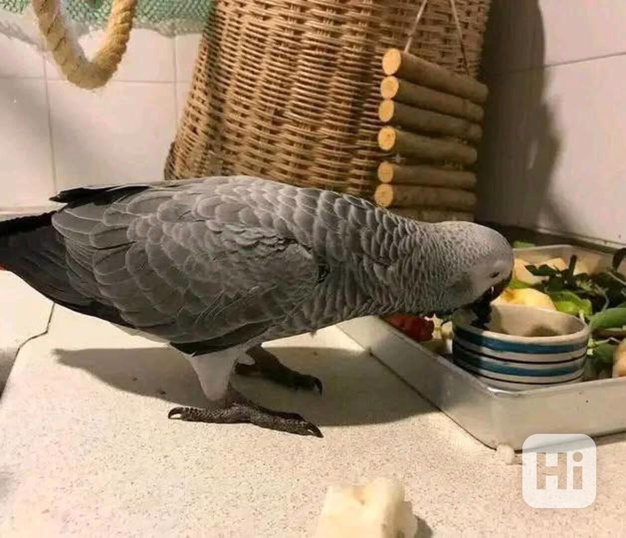 Prodám perfektní papoušky africké šedé  - foto 1