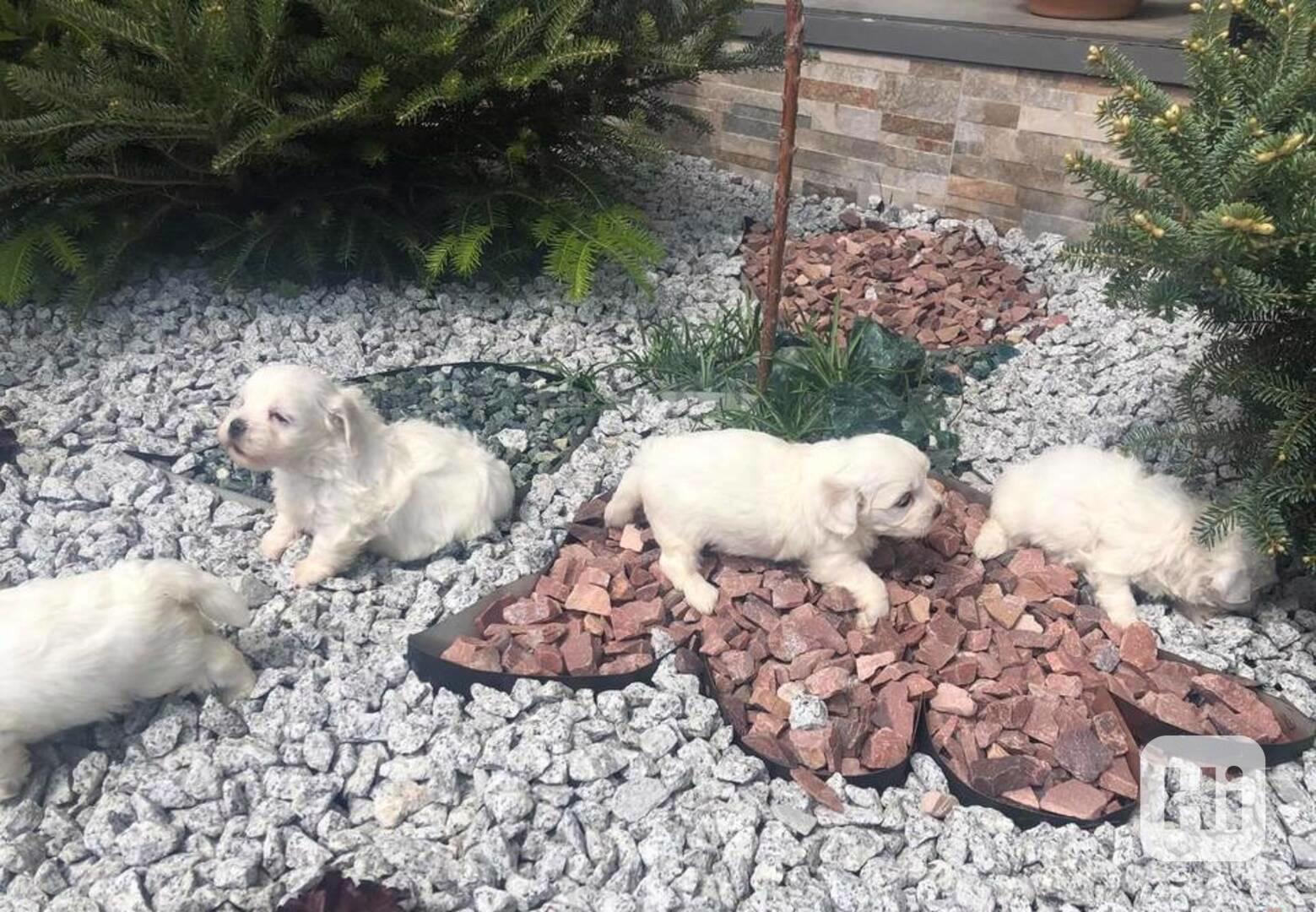 Krásná štěňata maltézského ovčáka - foto 1