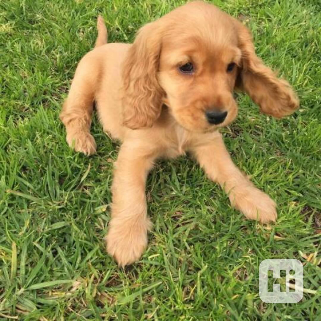 Štěňata kokršpaněla k adopci - foto 1