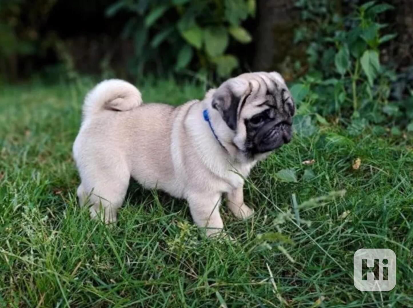 Mops - foto 1