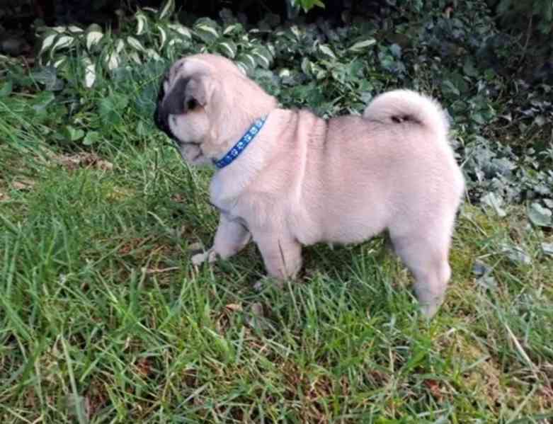 Mops - foto 2