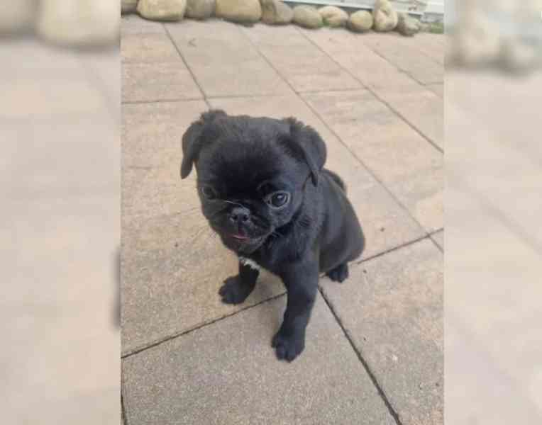 Mops - foto 3