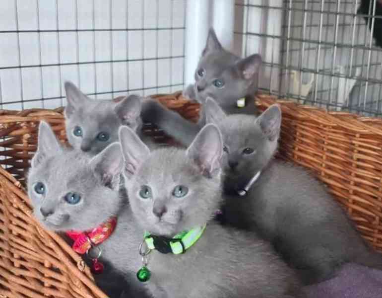 Ruská modrá koťátka - foto 1
