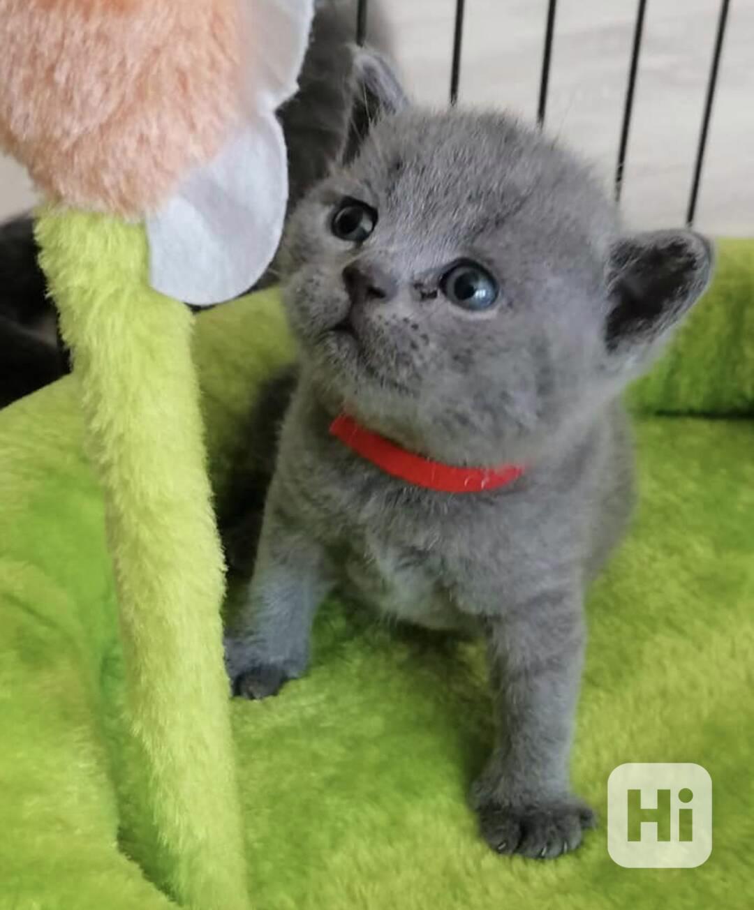 Úžasná Britská krátkosrstá koťátka k adopci zdarma   - foto 1