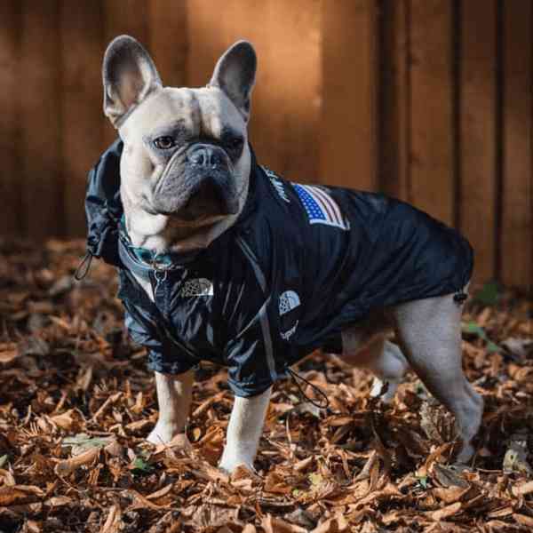 Psi pláštěnka Paw-Tex / chladící vesta Cani Cool - foto 2