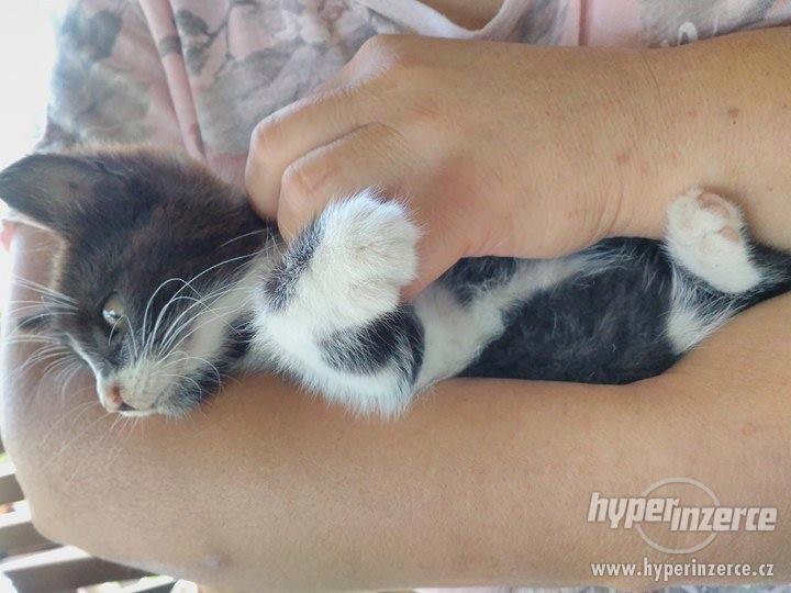 Darujeme chlupatá koťátka - foto 3