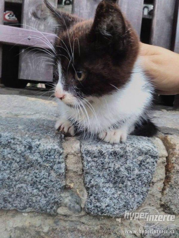 Darujeme chlupatá koťátka - foto 4
