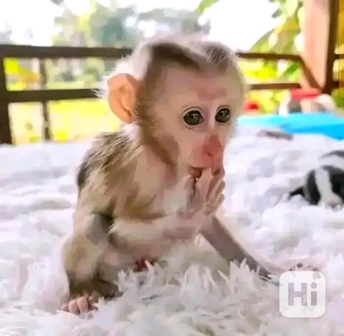  Zdravotně testovaný kapucín z domácího chovu - foto 1