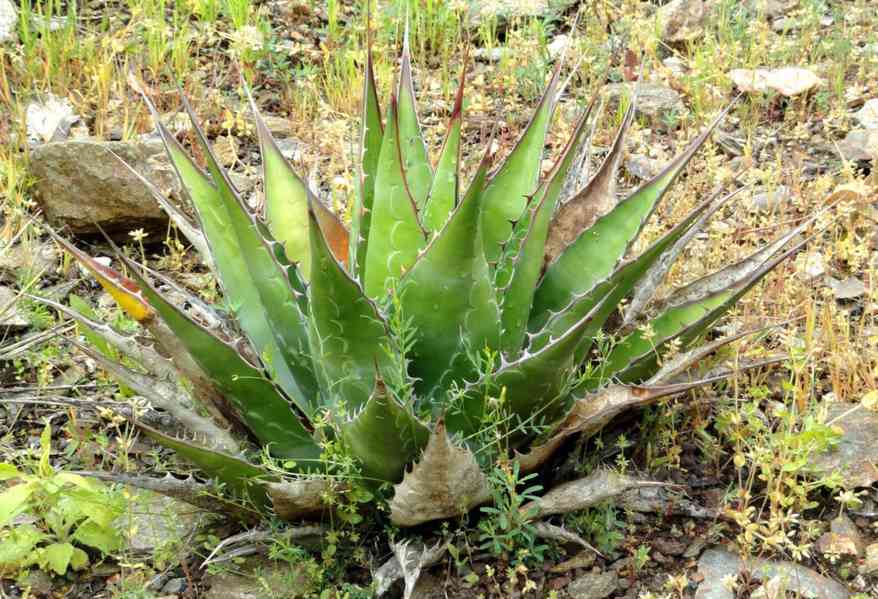 Sazenice Agave Montana