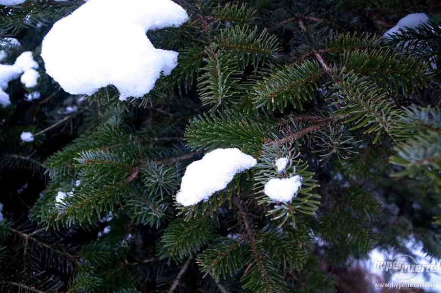Vánoční stromky z plantáže-Volary - foto 9