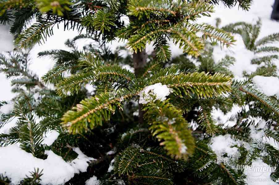 Vánoční stromky z plantáže-Volary - foto 10