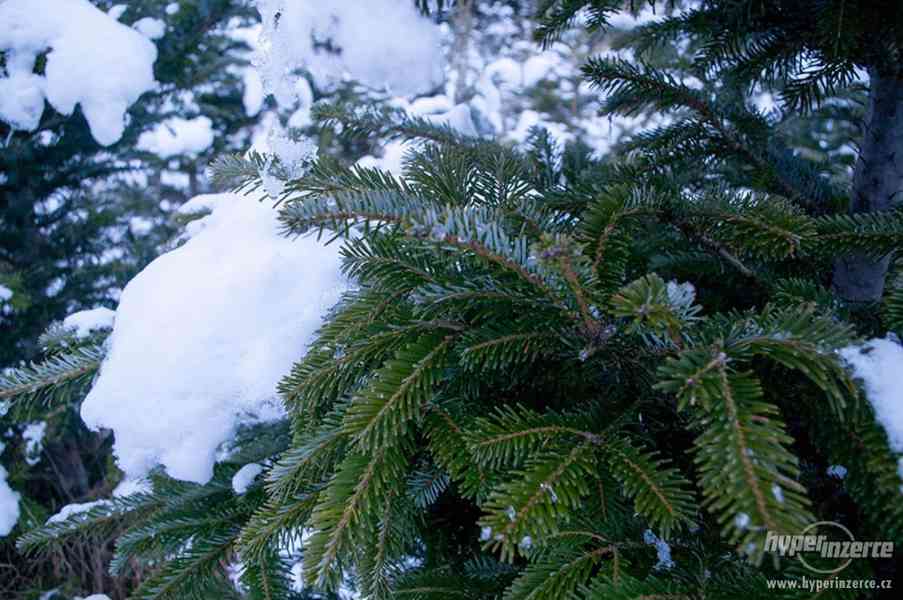 Vánoční stromky z plantáže-Volary - foto 12