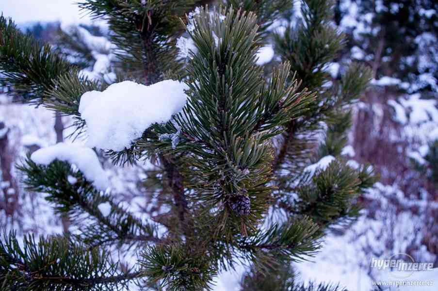 Vánoční stromky z plantáže-Volary - foto 14