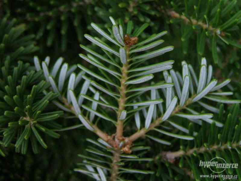 Vánoční stromky z plantáže-Volary - foto 15