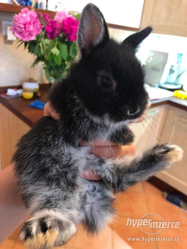 Zakrslý bílopesíkatý králík - foto 2