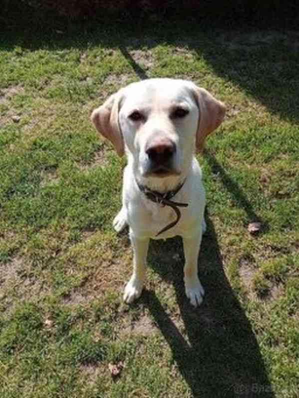 Labrador křížený s retrívrem - foto 3