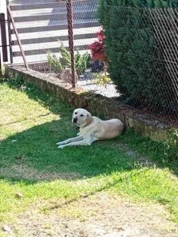 Labrador křížený s retrívrem - foto 6