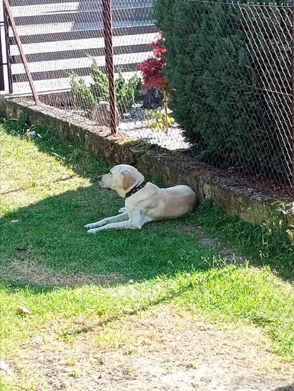 Labrador křížený s retrívrem - foto 7