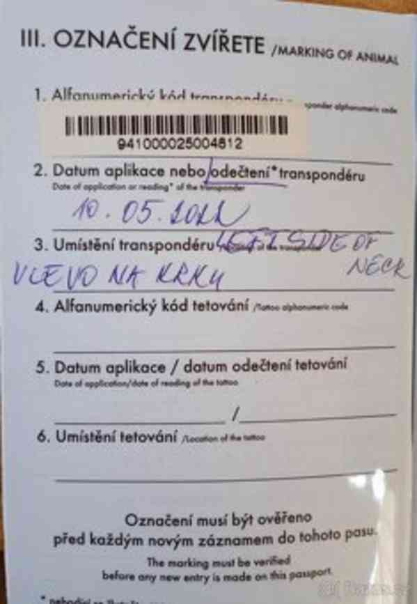 Labrador křížený s retrívrem - foto 4