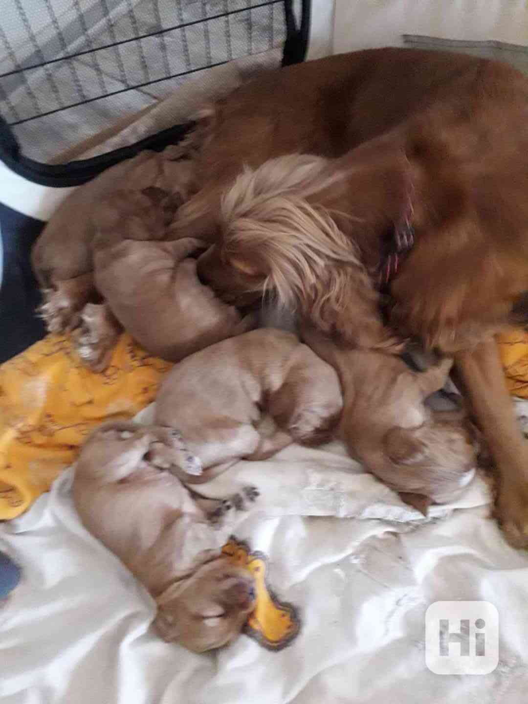 Prodám štěňata anglický kokršpaněl zlatý - foto 1