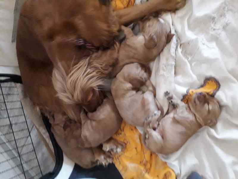 Prodám štěňata anglický kokršpaněl zlatý - foto 1