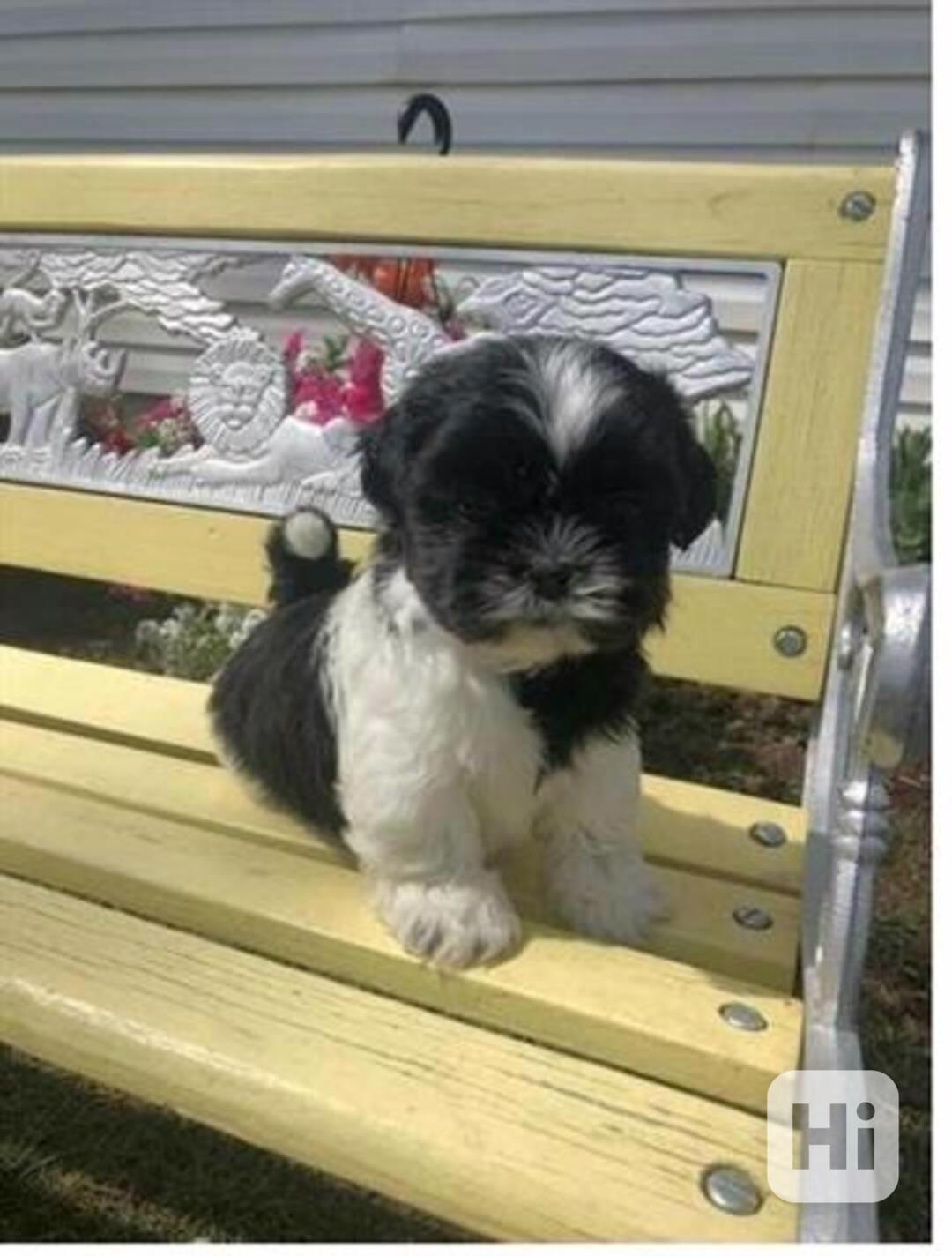 Krásná štěňata Shih Tzu - foto 1