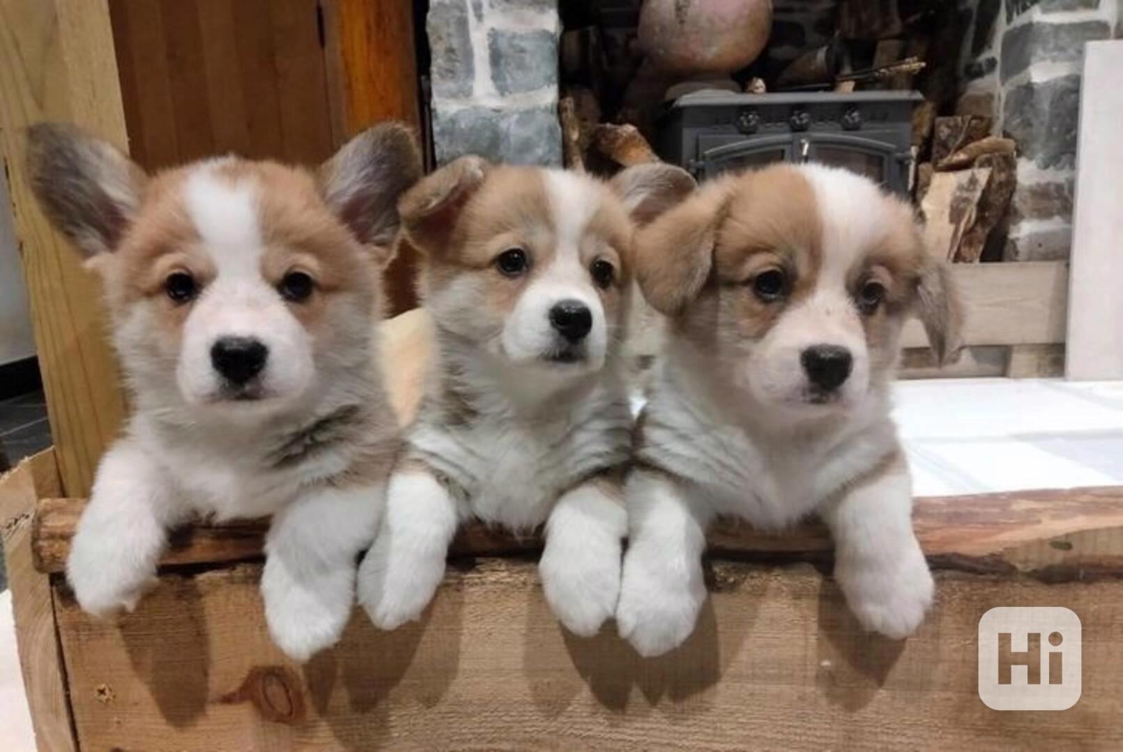 Krásná štěňátka Pembroke Corgi, registrovaná KC - foto 1