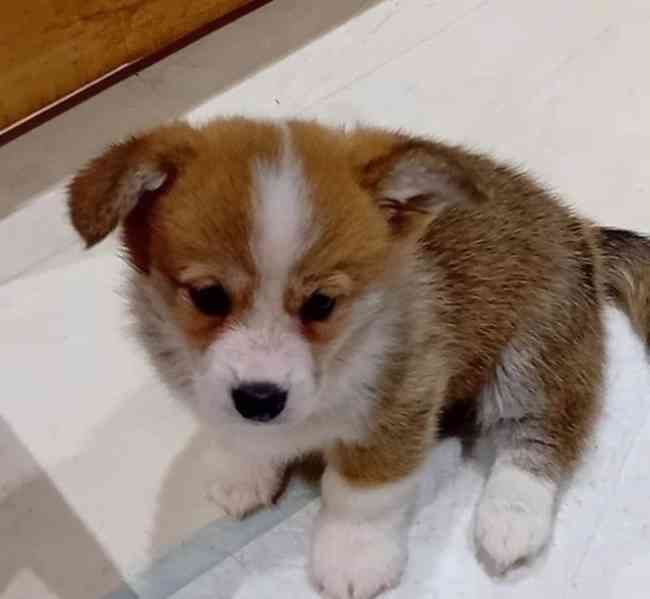 Krásná štěňátka Pembroke Corgi, registrovaná KC - foto 4