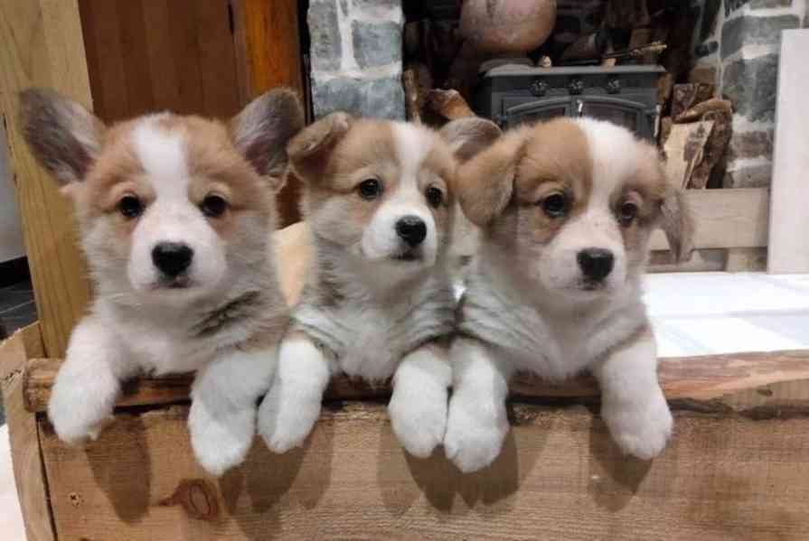 Krásná štěňátka Pembroke Corgi, registrovaná KC - foto 1